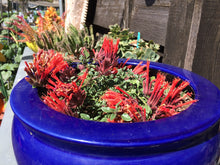 Load image into Gallery viewer, Monardella macrantha 'Marian Sampson' Marian Sampson Coyote Mint