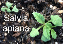 Load image into Gallery viewer, Salvia apiana White Sage &amp; Selections