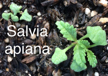 Load image into Gallery viewer, Salvia apiana White Sage & Selections