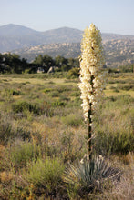 Load image into Gallery viewer, Hesperoyucca whipplei Chaparral Yucca