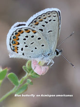 Load image into Gallery viewer, Acmispon americanus American Bird's-foot Trefoil