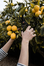 Load image into Gallery viewer, Pruner with Sheath - Premium Gardening Tool