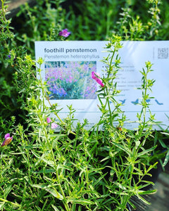 Penstemon heterophyllus Foothill Penstemon &  selections 'Margarita Bop'