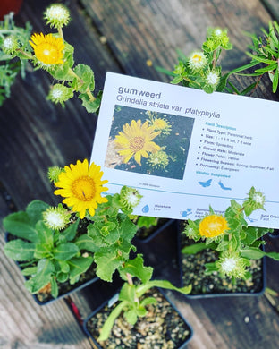 Grindelia stricta  Coastal Gum Plant Gumweed platyphylla