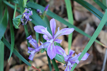 Load image into Gallery viewer, Iris douglasiana  Douglas Iris