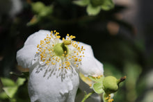 Load image into Gallery viewer, Carpenteria californica Bush Anemone