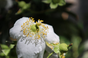 Carpenteria californica Bush Anemone