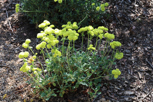 Eriogonum umbellatum Sulphur Buckwheat