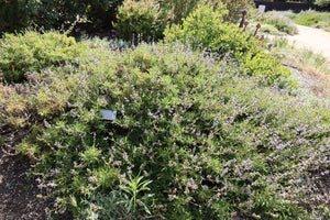 Salvia mellifera Black Sage & Selections
