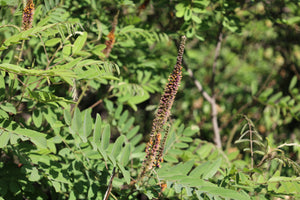 Amorpha fruticose  Western False Indigo