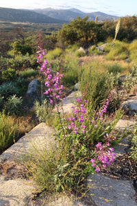 Penstemon spectabilis Showy Penstemon