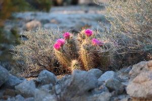 Echinocereus engelmannii Calico Cactus Engelmann's Hedgehog