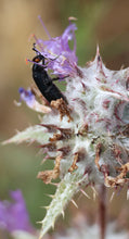 Load image into Gallery viewer, Salvia carduacea Thistle Sage