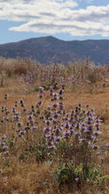 Load image into Gallery viewer, Salvia carduacea Thistle Sage