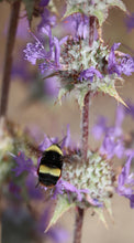 Load image into Gallery viewer, Salvia carduacea Thistle Sage