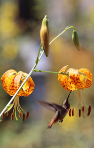 Lilium humboldtii ssp. ocellatum Spotted Humboldt's Lily