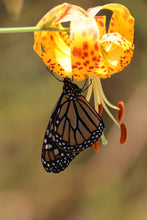 Load image into Gallery viewer, Lilium humboldtii ssp. ocellatum Spotted Humboldt&#39;s Lily