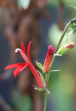 Lobelia cardinalis Cardinal Flower