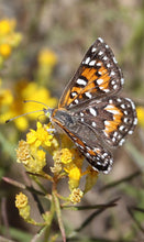 Load image into Gallery viewer, Gutierrezia sarothre &amp; californica - Snakeweed Matchweed - Fine Golden Sphere