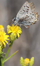 Load image into Gallery viewer, Gutierrezia sarothre &amp; californica - Snakeweed Matchweed - Fine Golden Sphere