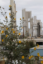 Load image into Gallery viewer, Helianthus annuus Sunflower