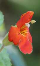 Load image into Gallery viewer, Erythranthe cardinalis (Mimulus) Scarlet Monkeyflower
