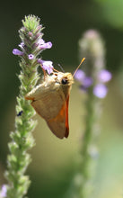 Load image into Gallery viewer, Verbena lasiostachys Vervain
