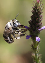 Load image into Gallery viewer, Verbena lasiostachys Vervain
