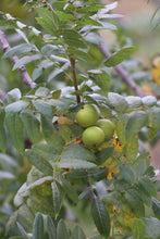 Load image into Gallery viewer, Juglans californica Southern California Black Walnut