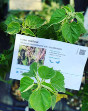 Load image into Gallery viewer, Hibiscus lasiocarpos var. occidentalis  (californicus) Rose Mallow