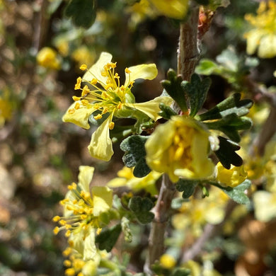 Purshia tridentata  Antelope Bitterbrush