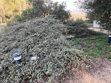 Load image into Gallery viewer, Fremontodendron californicum Flannel Bush &amp; Hybrids 'Pacific Sunset'