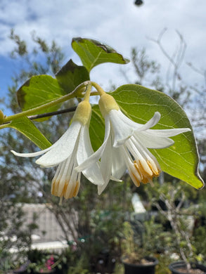Styrax redivivus  California Snowdrop