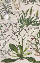 Load image into Gallery viewer, Limonium californicum Western Marsh Rosemary