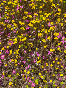 Zeltnera venusta Canchalagua Charming Centaury