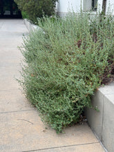 Load image into Gallery viewer, Eriogonum parvifolium Sea-Cliff-Buckwheat
