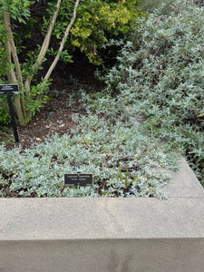 Corethrogyne filaginifolia 'Silver Carpet' Silver Carpet Aster ( Lessingia )