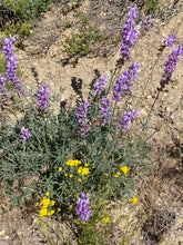 Load image into Gallery viewer, Lupinus excubitus Grape Soda Lupine
