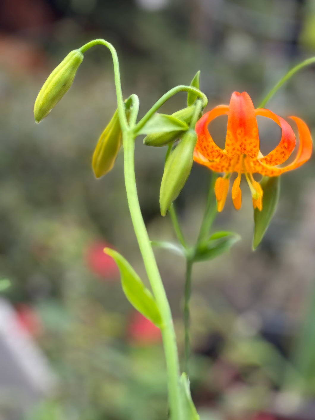 Lilium pardalinum Tiger Lily