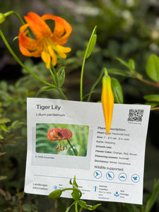 Lilium pardalinum Tiger Lily