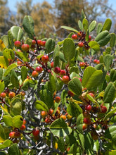 Load image into Gallery viewer, Rhamnus ilicifolia Hollyleaf Redberry