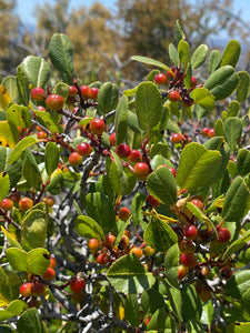 Rhamnus ilicifolia Hollyleaf Redberry
