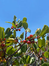 Load image into Gallery viewer, Rhamnus ilicifolia Hollyleaf Redberry