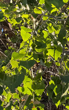 Load image into Gallery viewer, Populus fremontii Fremont Cottonwood