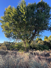 Load image into Gallery viewer, Populus fremontii Fremont Cottonwood