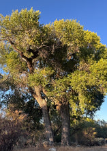 Load image into Gallery viewer, Populus fremontii Fremont Cottonwood