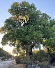 Load image into Gallery viewer, Populus fremontii Fremont Cottonwood
