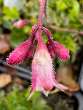Load image into Gallery viewer, Heuchera maxima Island Alum Root &amp; cultivars &#39;Wendy&#39;