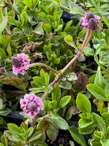 Phyla nodiflora  Common Lippia