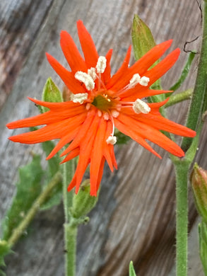 Silene laciniata Cardinal Catchfly